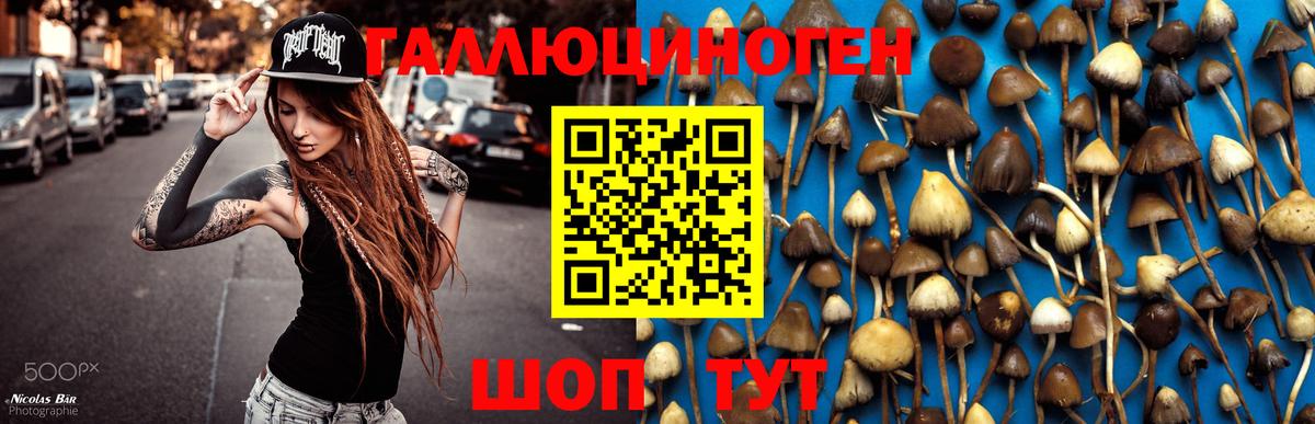 как найти закладки  Вход с VPN  Новошахтинск  Галлюциногенные грибы Psilocybe 